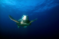   Loggerhead Turtle Nikonos 15 Ikeliite SS 400 shot Kodachrome 64  